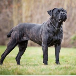 All items come from a pet friendly environment.